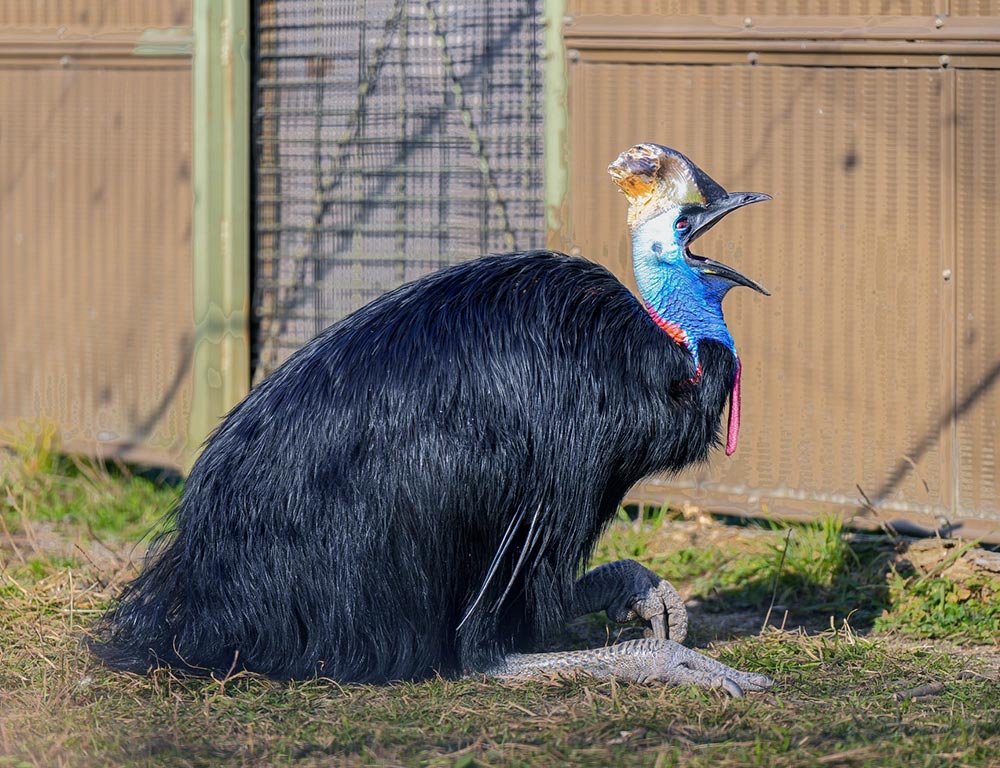 Cassowary