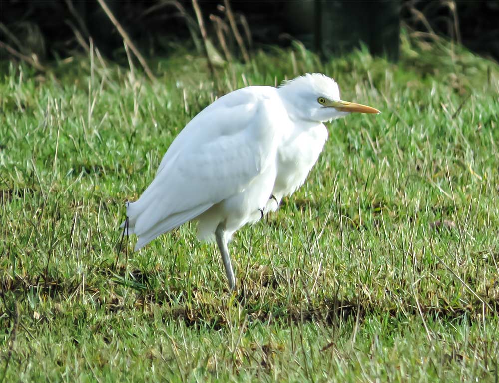 Cattle Egret