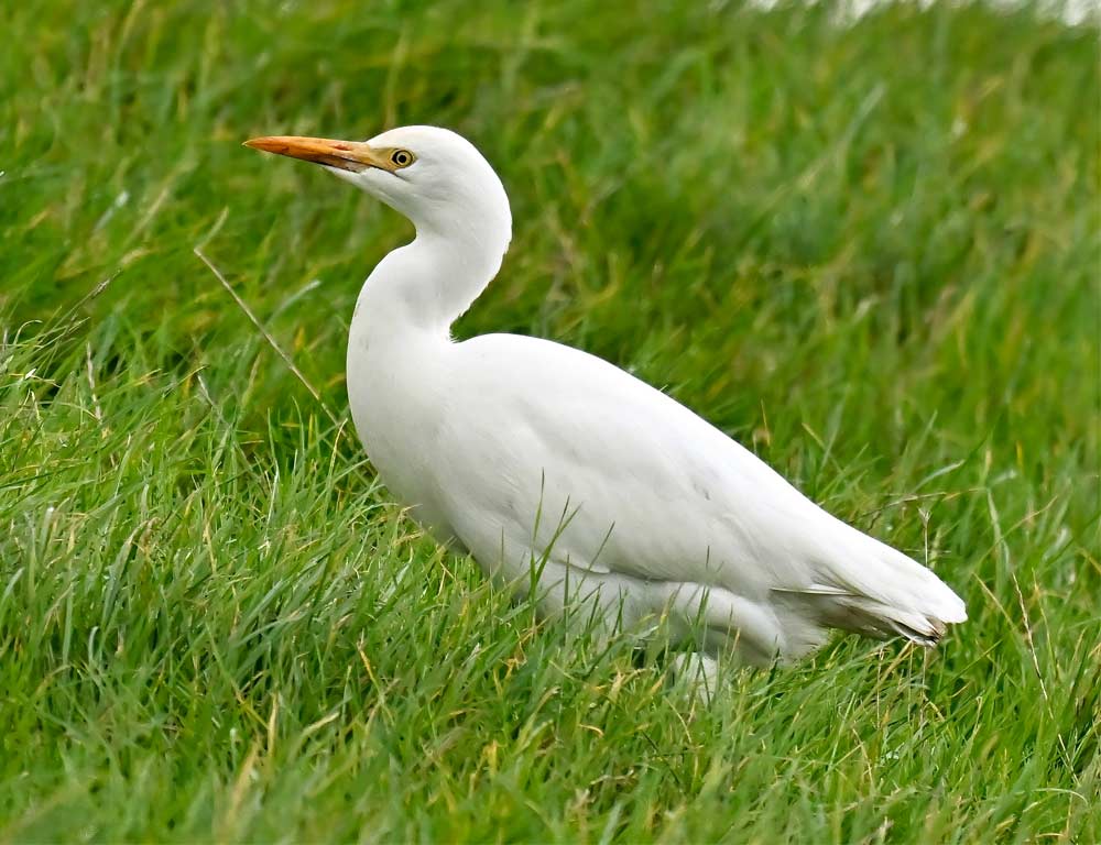 Cattle Egret