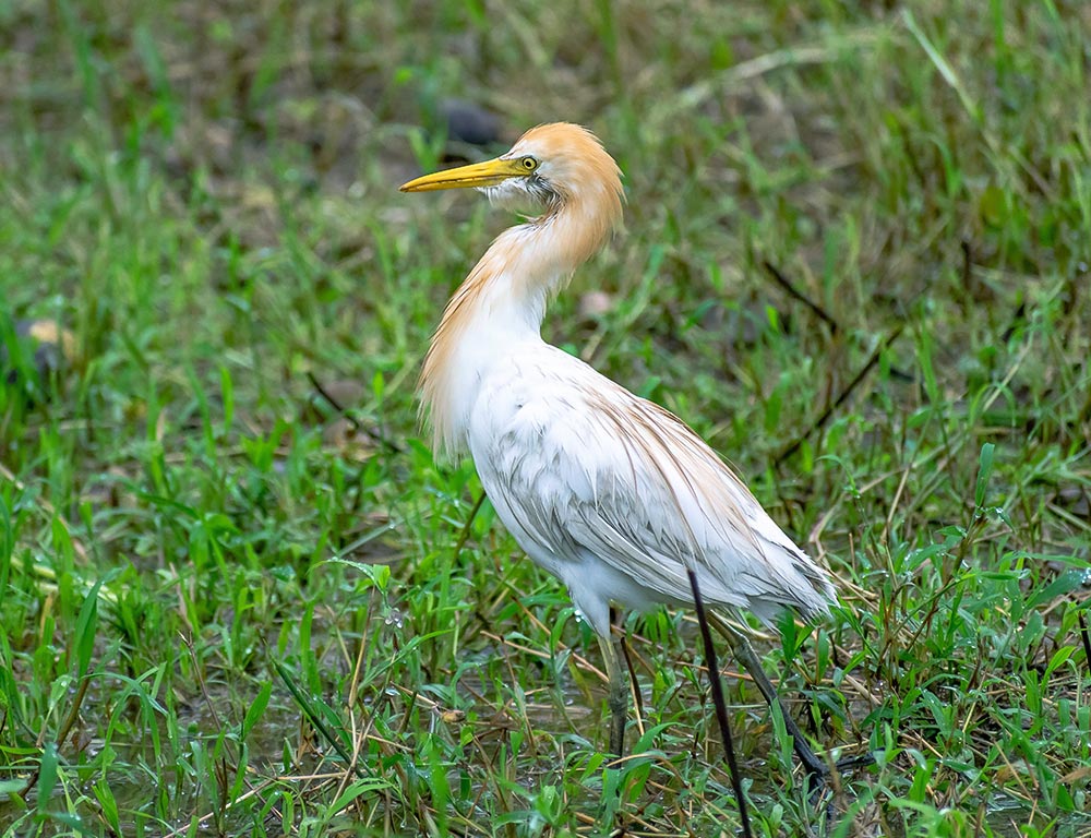 Cattle Egret