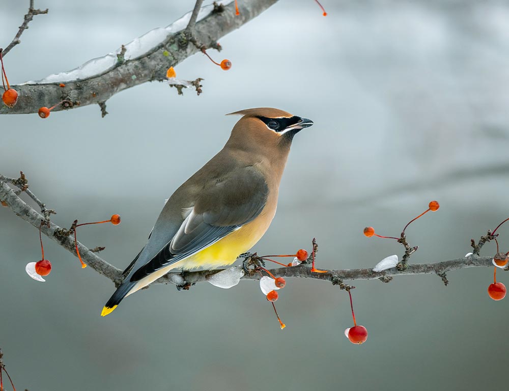 Cedar Waxwing