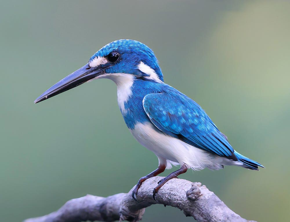 Cerulean Kingfisher