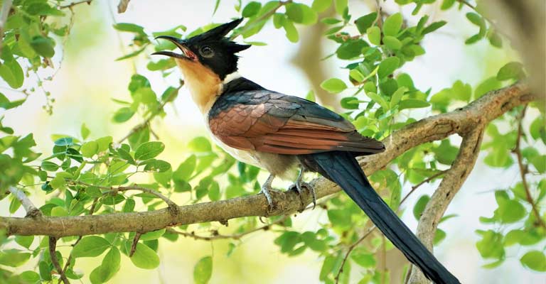 Chestnut-winged Cuckoo