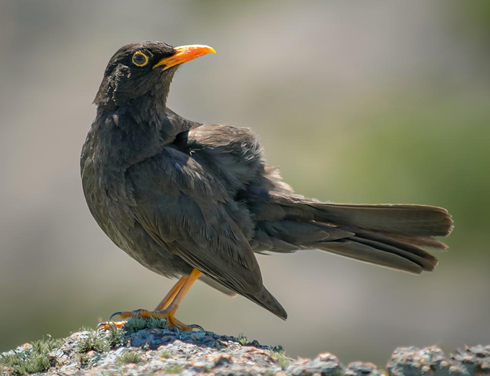 Chiguanco Thrush