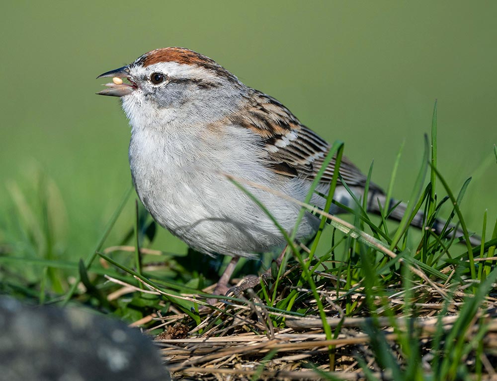 Chipping Sparrow