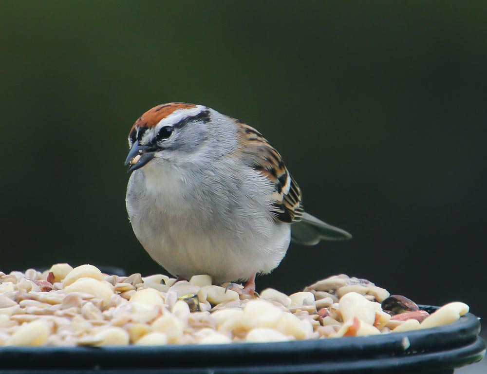 Chipping Sparrow