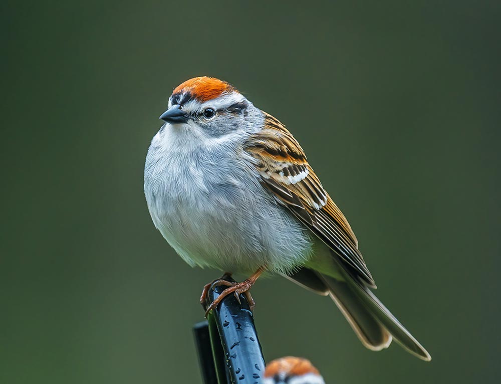 Chipping Sparrow