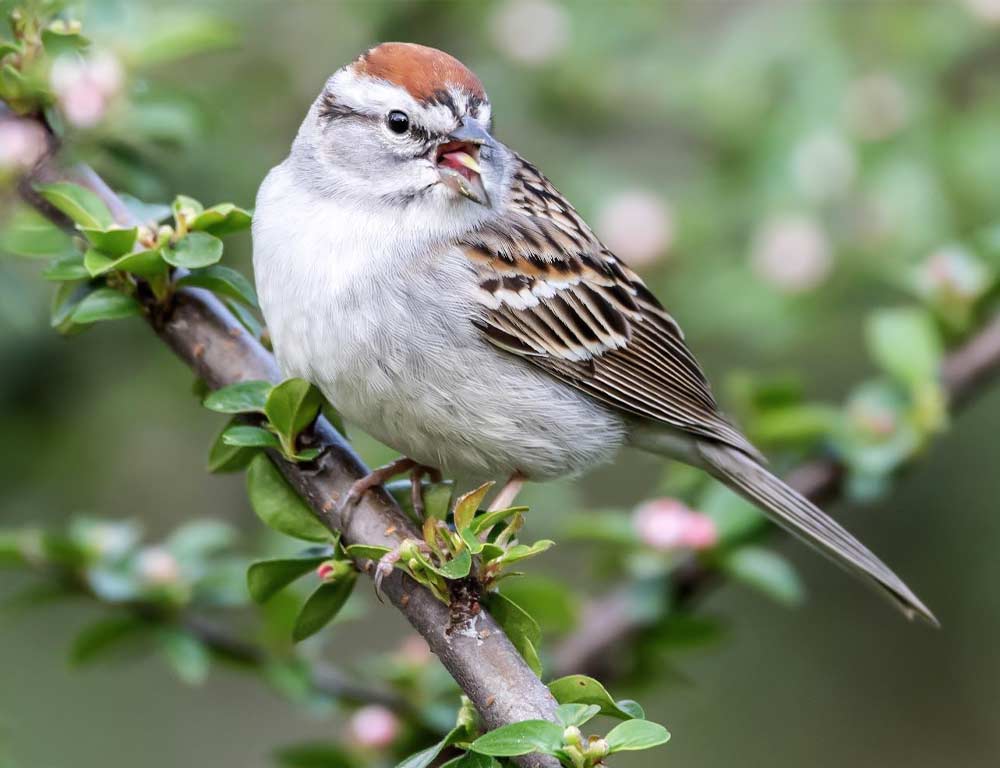 Chipping Sparrow