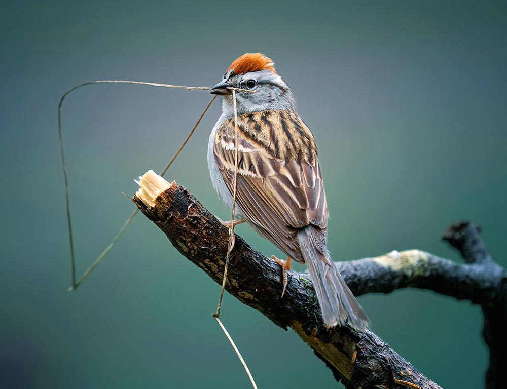 Chipping Sparrow