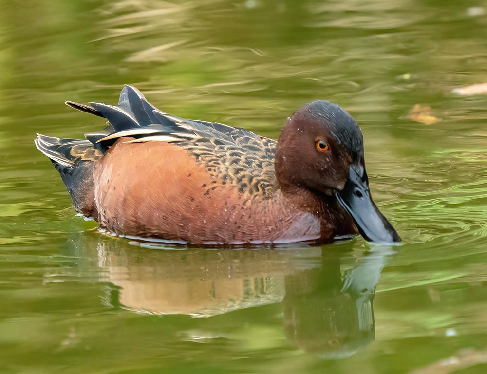 Cinnamon Teal