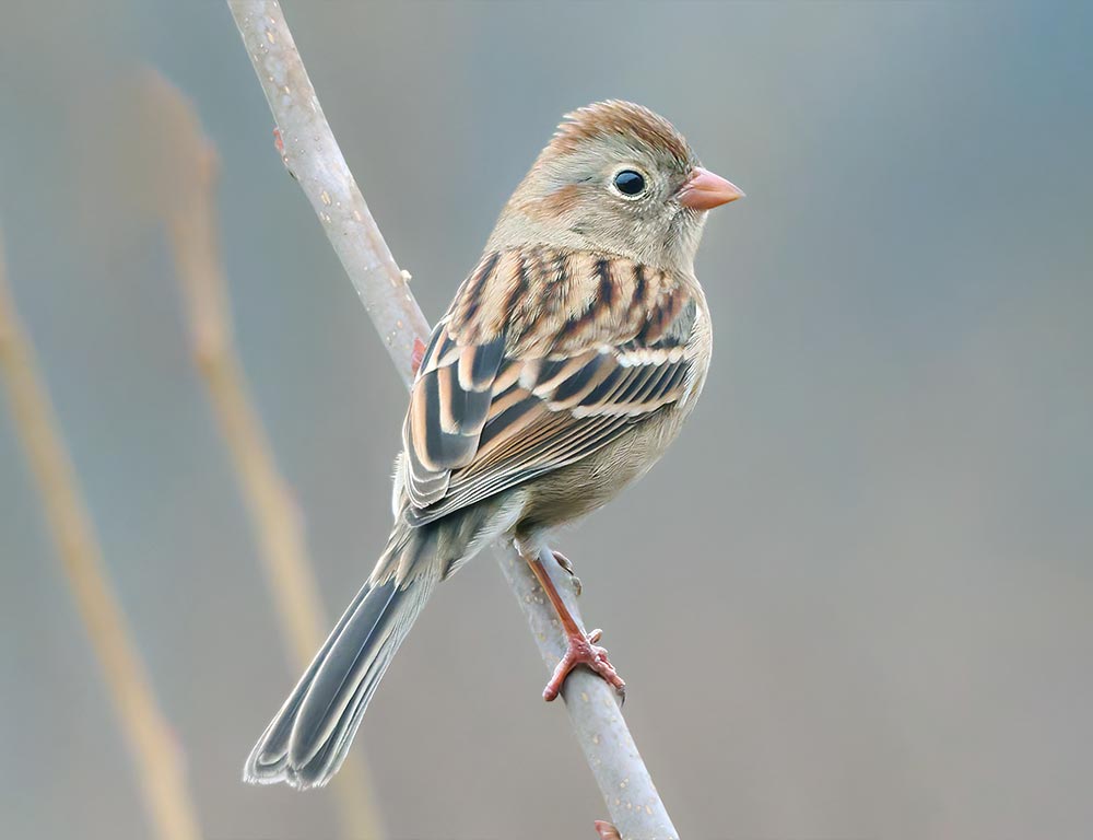 Clay-colored Sparrow