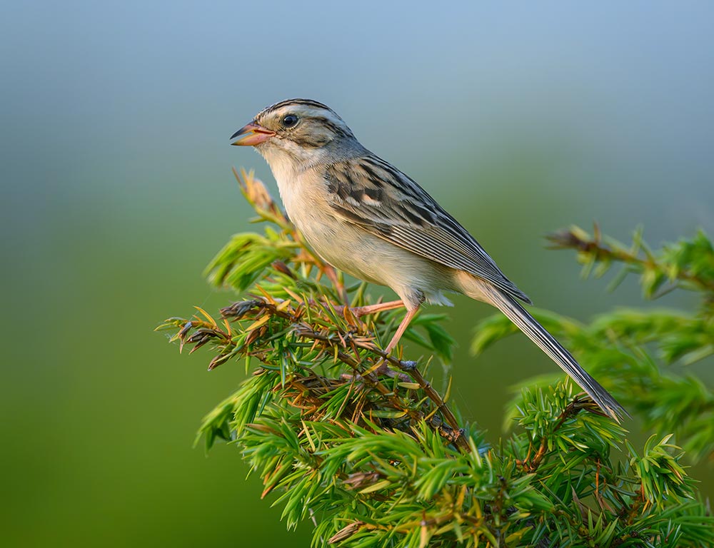 Clay-colored Sparrow