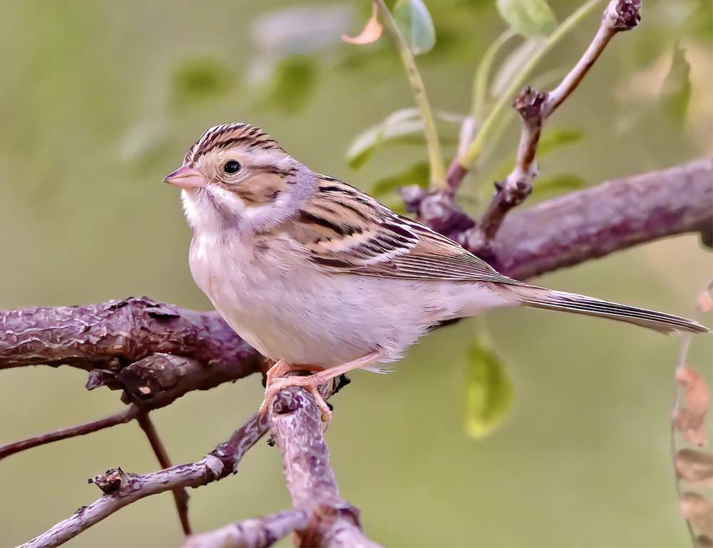 Clay-colored Sparrow