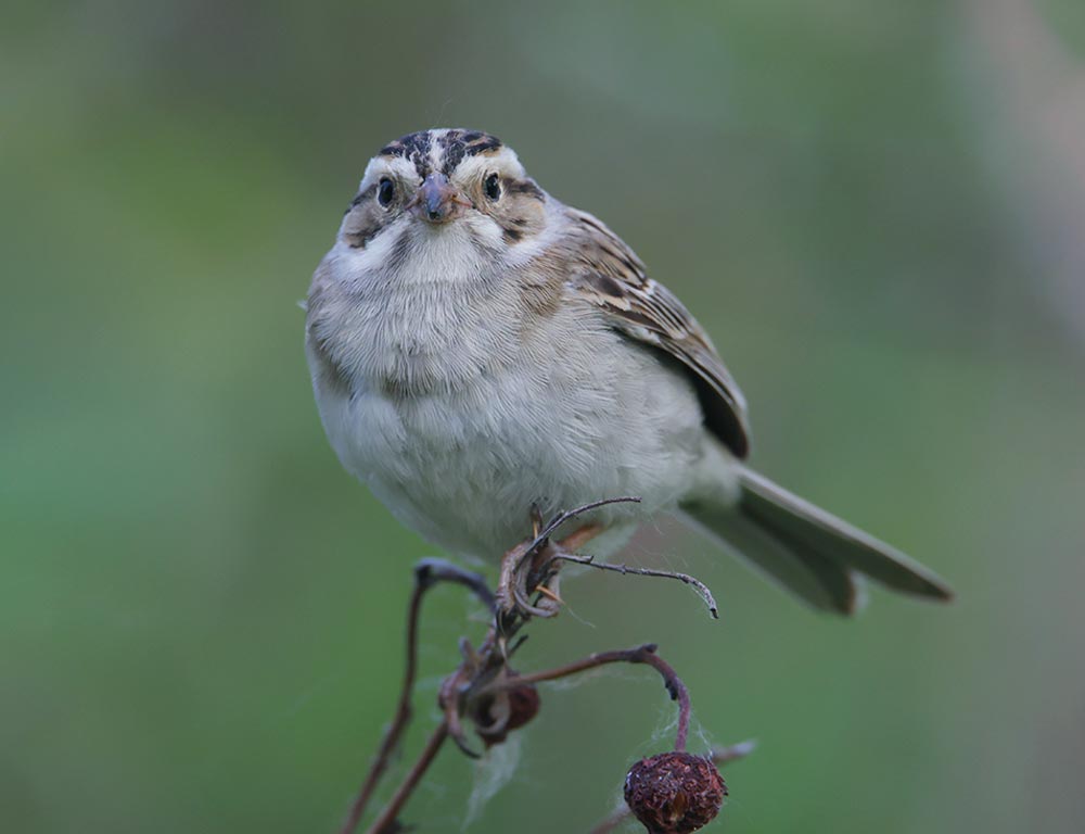 Clay-colored Sparrow