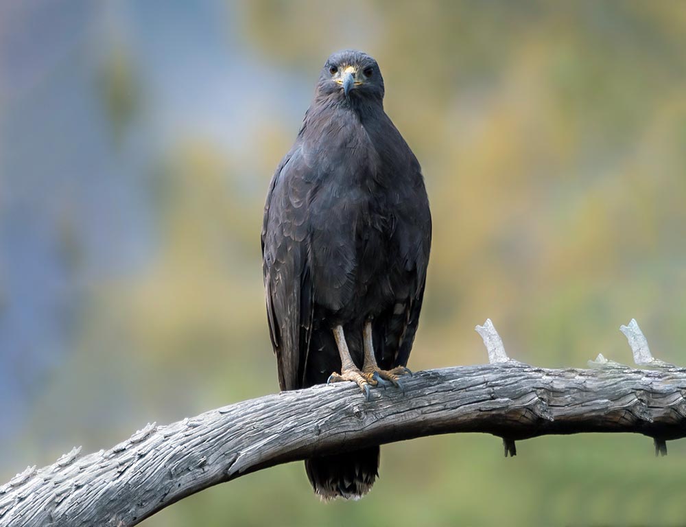 Common Black Hawk