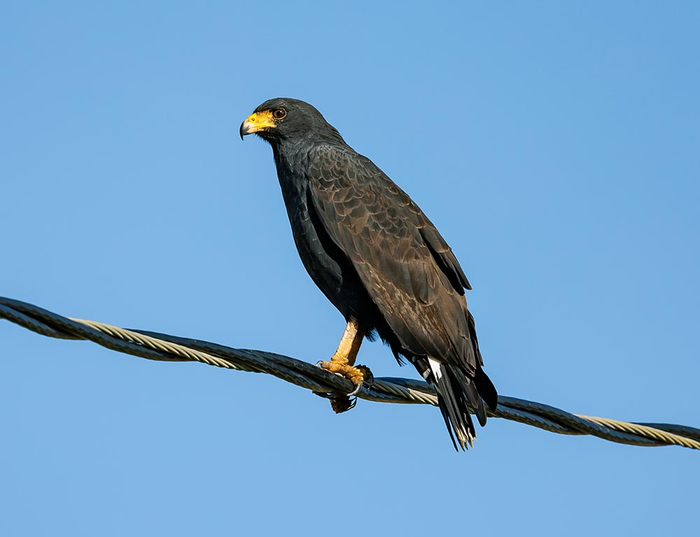 Common Black Hawk