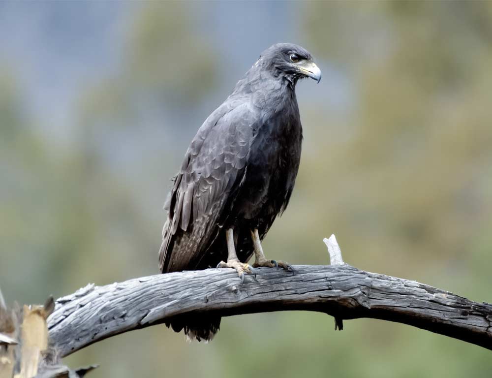 Common Black Hawk