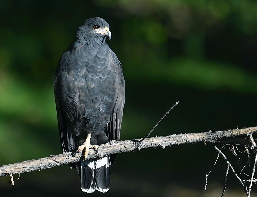 Common Black Hawk