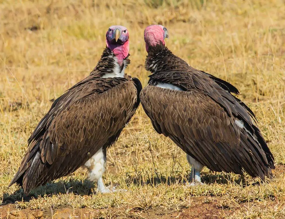 Common Characteristics of Vultures in Texas
