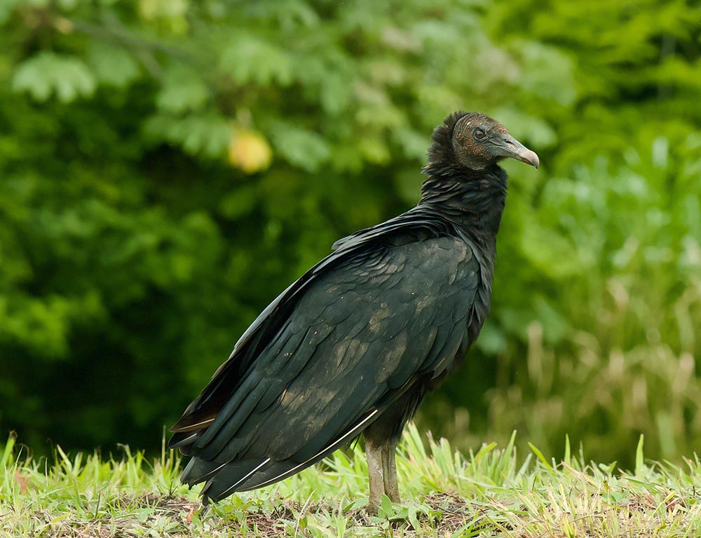 Common Criteria of Vultures in Virginia