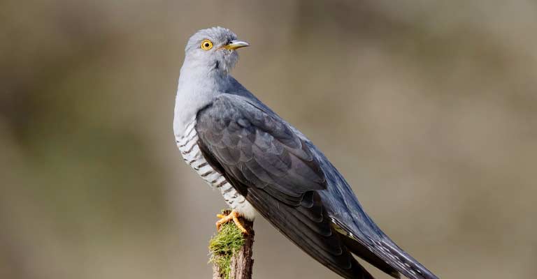 Common Cuckoo