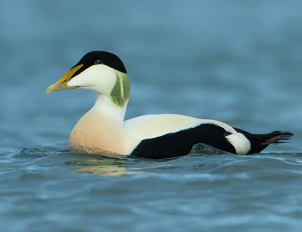 Common Eider