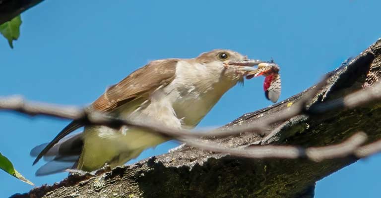 Common Food of Black-billed Cuckoo