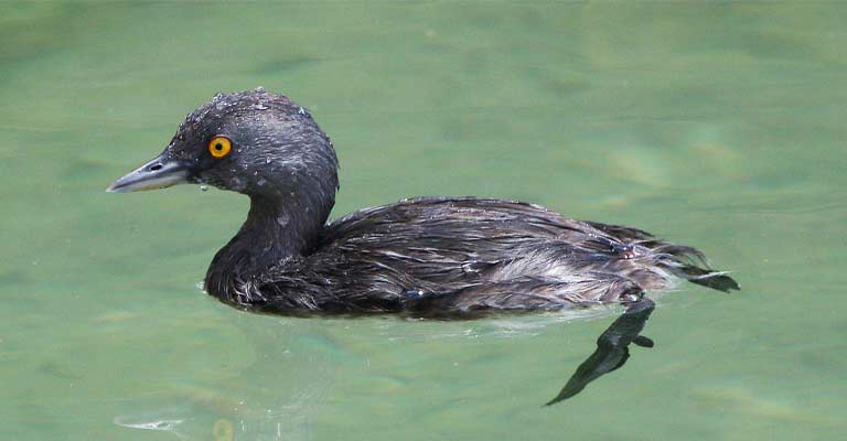 Common Food of Least Grebe