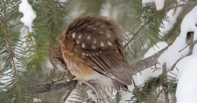 Common Food of Northern Saw-whet Owl