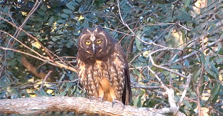 Common Food of Stygian Owl