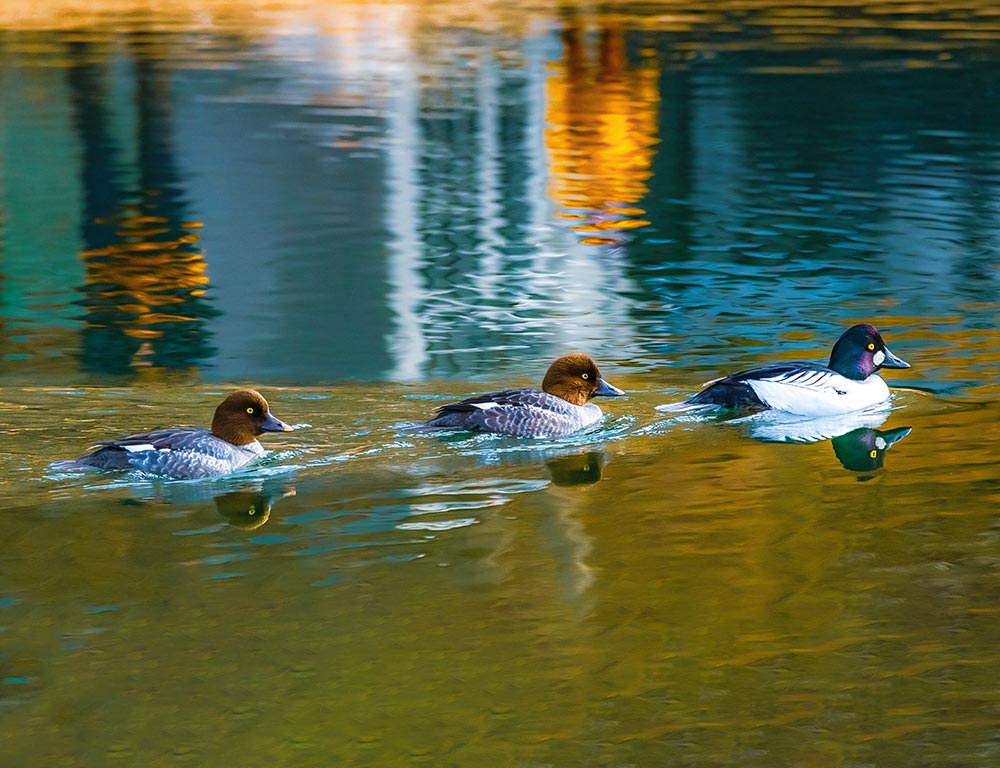 Common Goldeneye