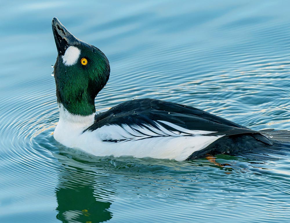 Common Goldeneye