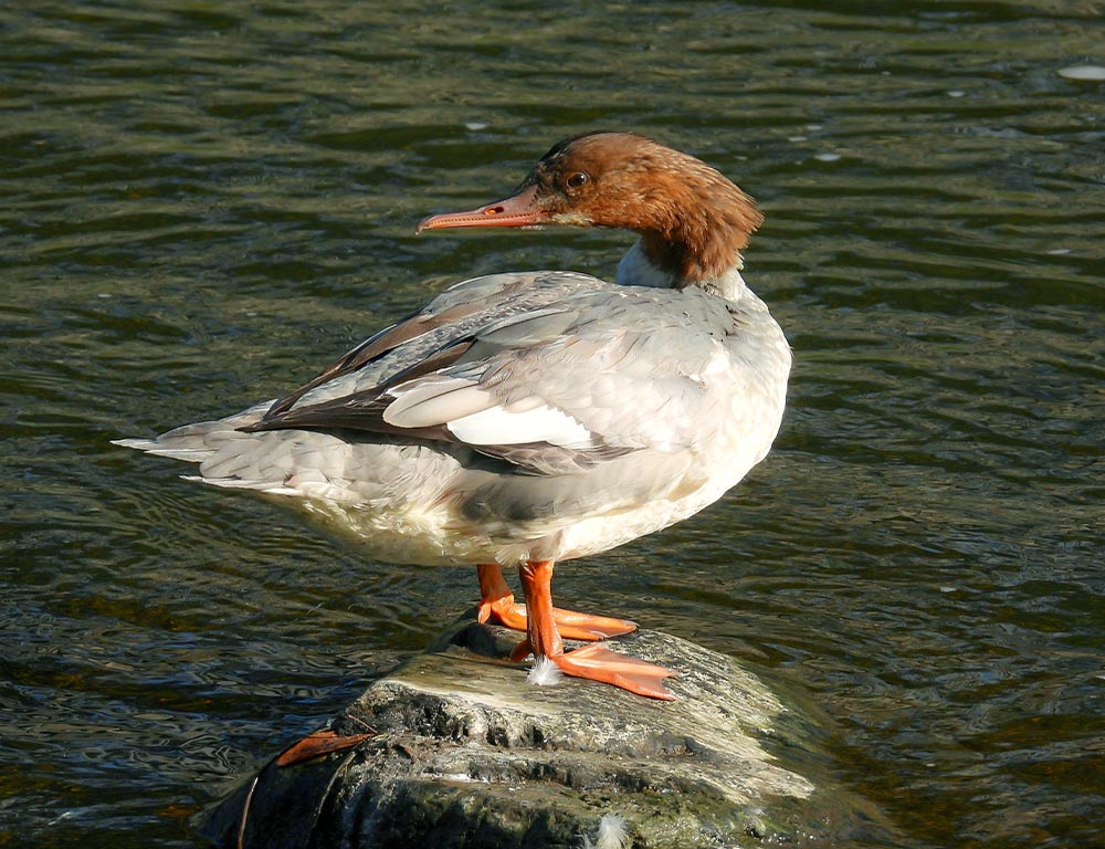 Common Merganser