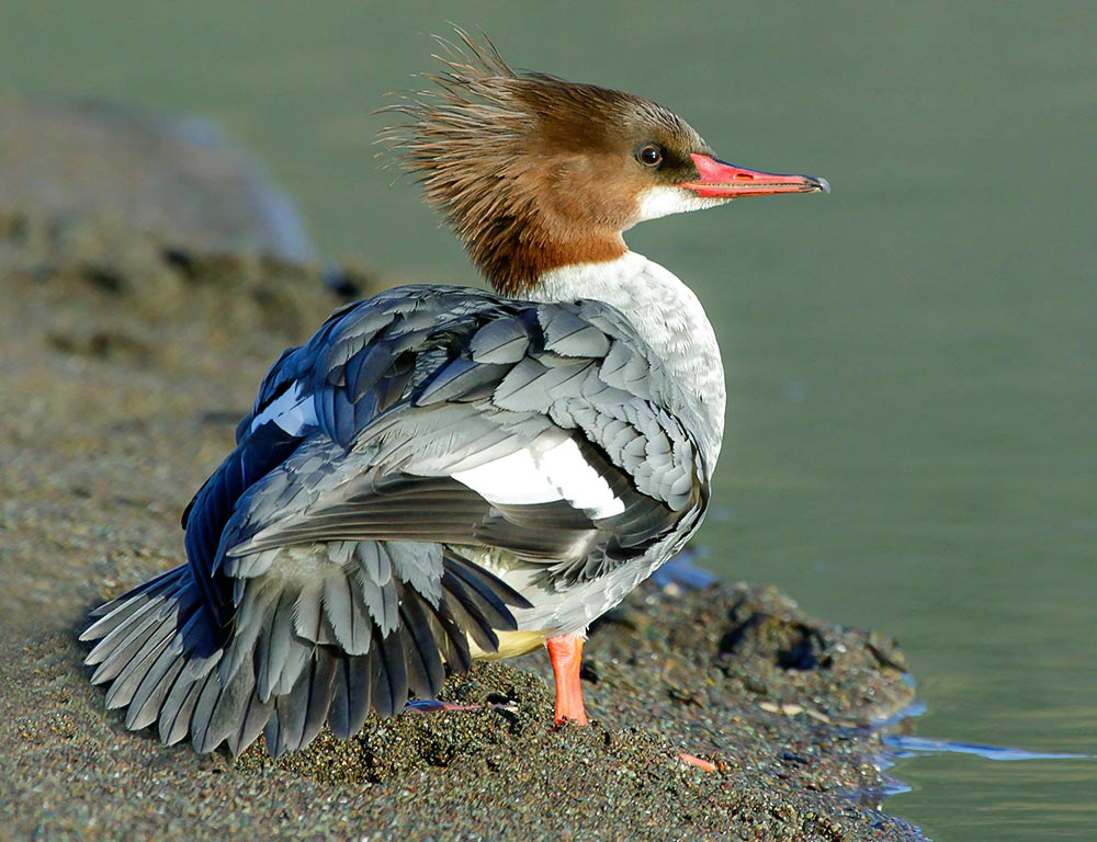 Common Merganser