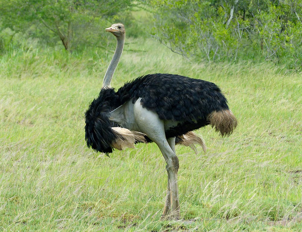 Common Ostrich