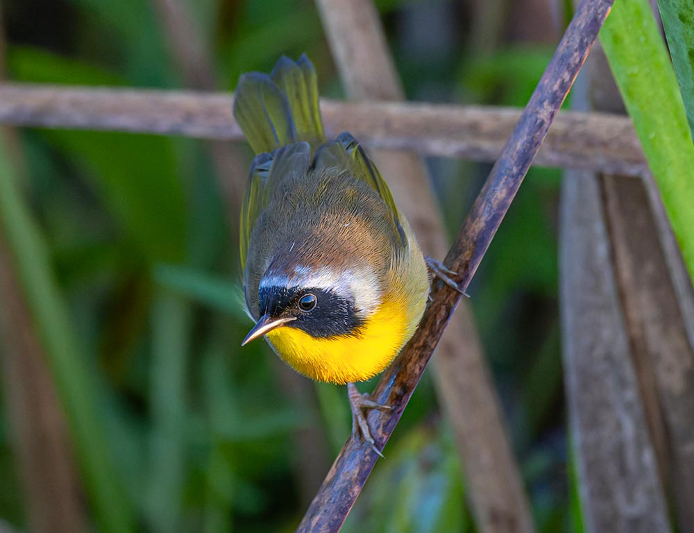 Common Yellowthroat