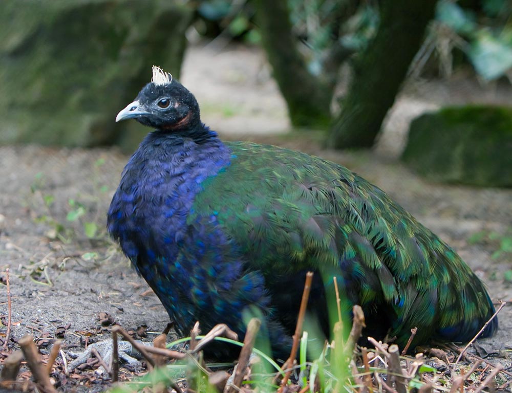 Congo Peafowl