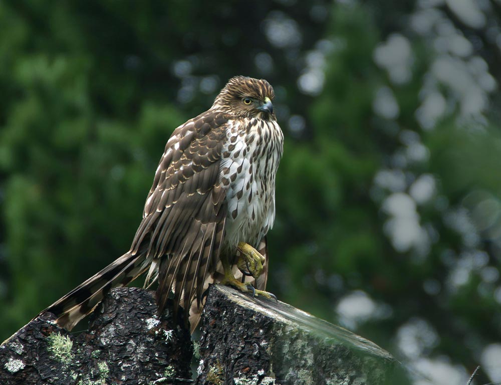 Cooper's Hawk