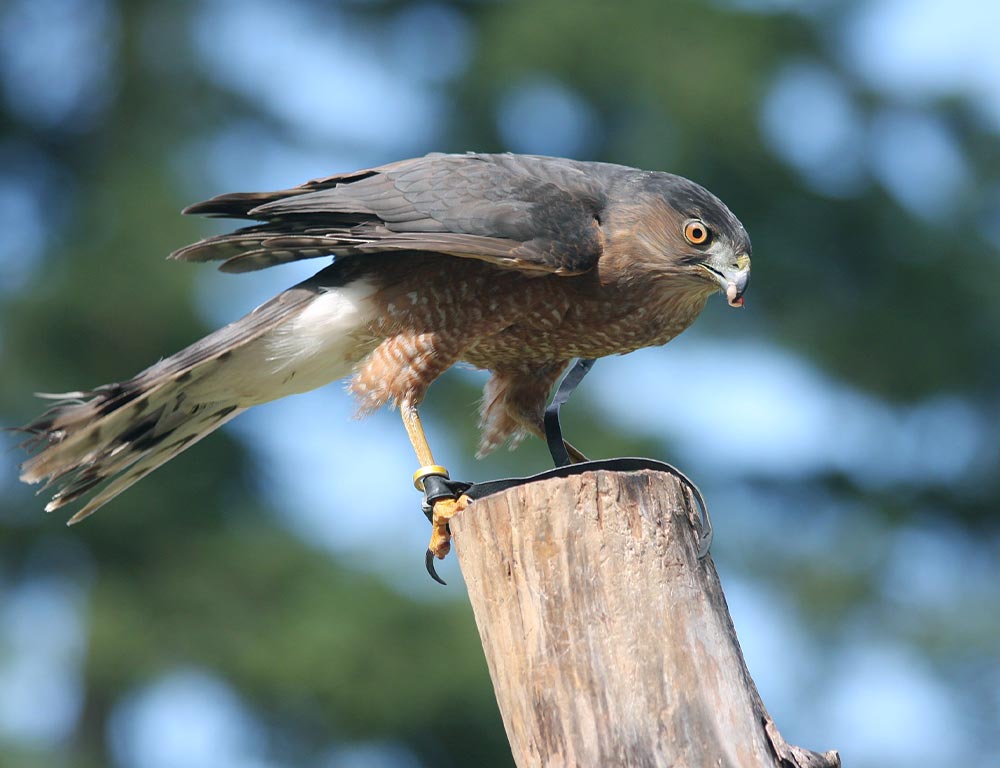 Cooper's Hawk