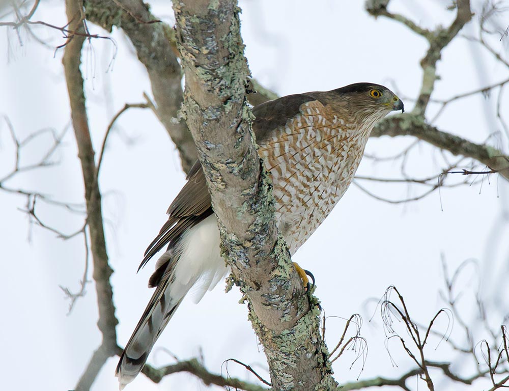 Cooper's Hawk