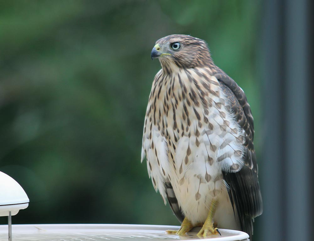 Cooper's Hawk