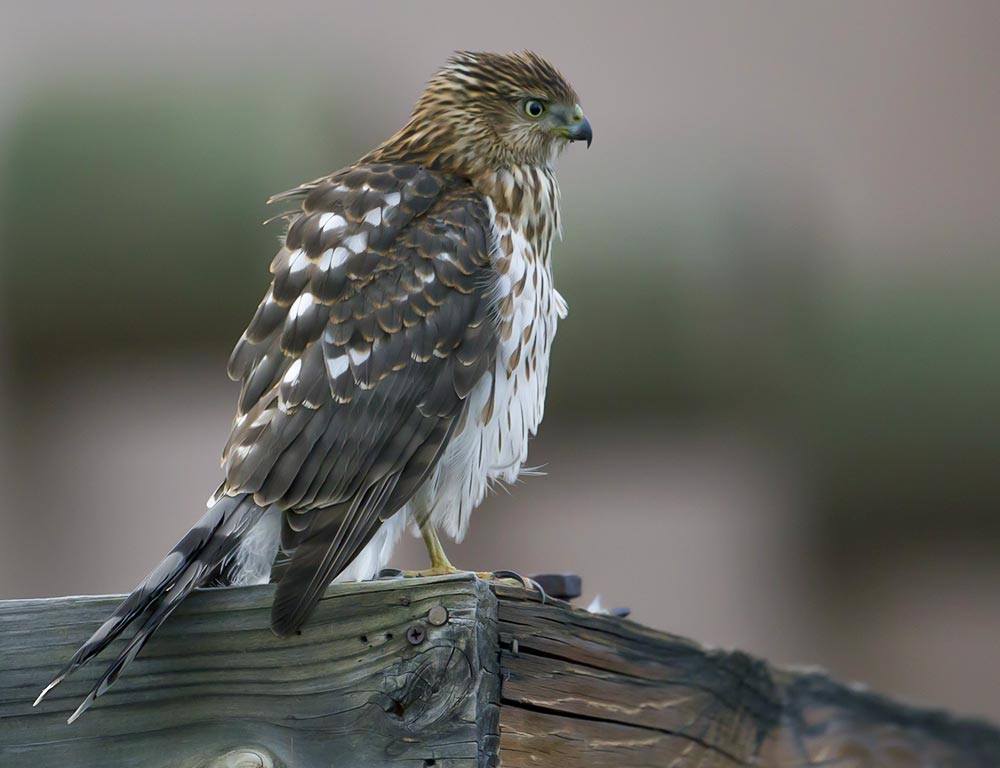 Cooper's Hawk