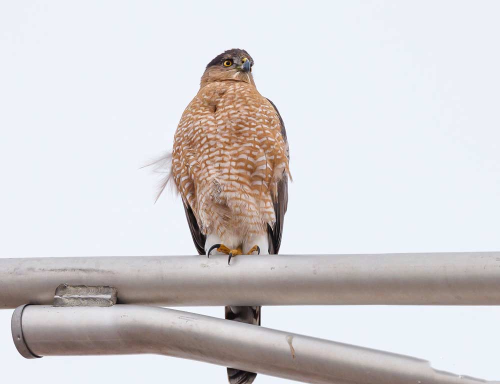 Cooper's Hawk