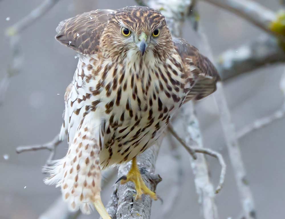 Cooper's Hawk