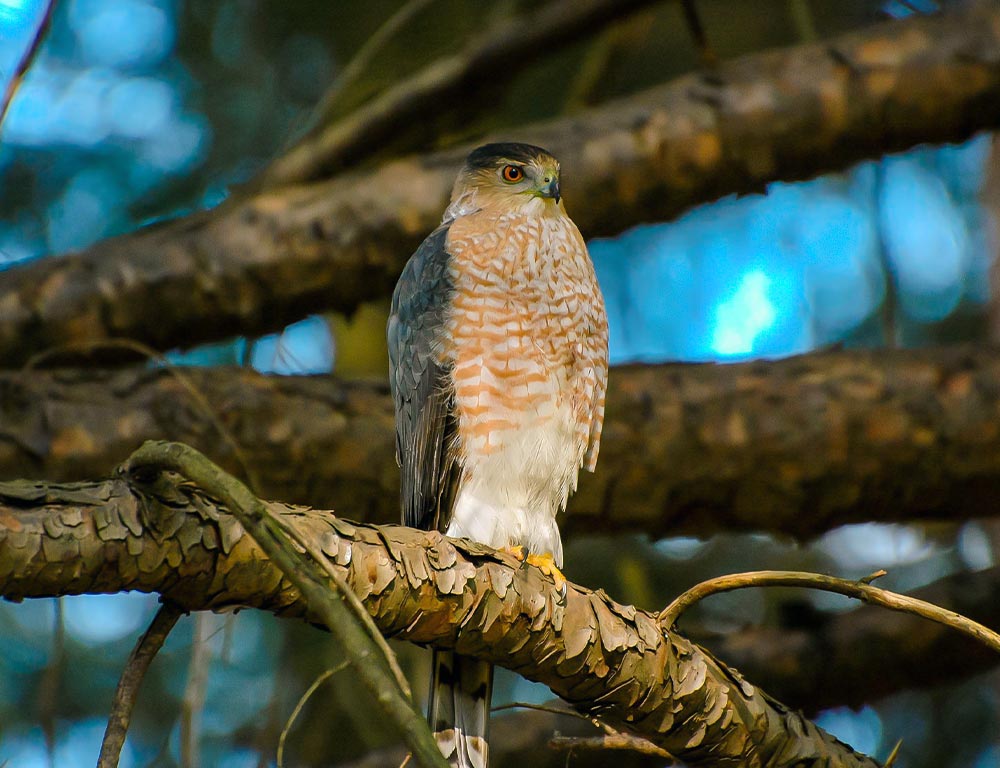 Cooper's Hawk