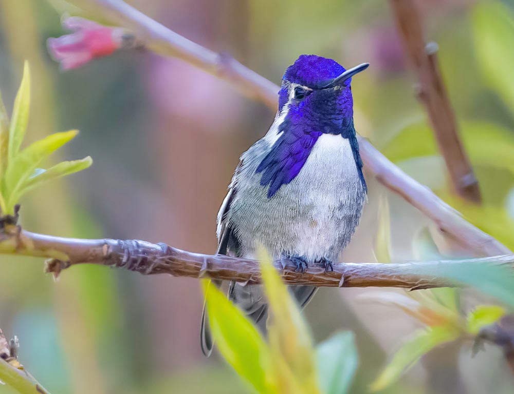 Costa's Hummingbird