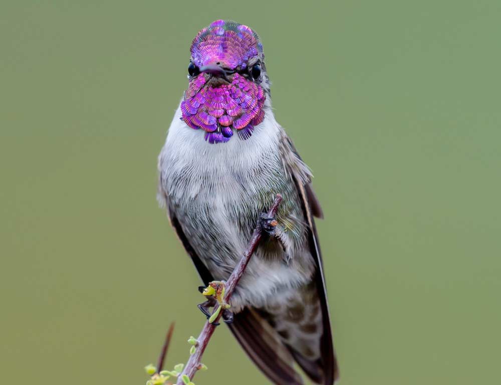 Costa's Hummingbird