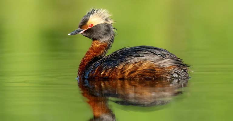 Courtship Displays