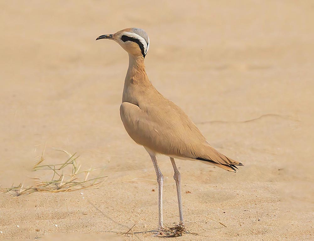 Cream-colored Courser