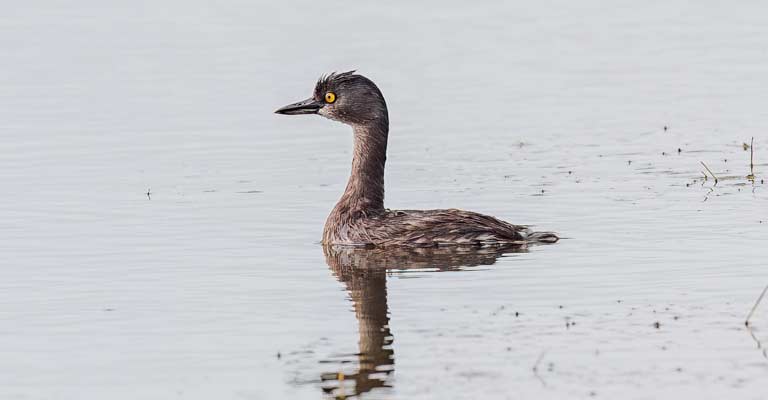 Crested Appearance